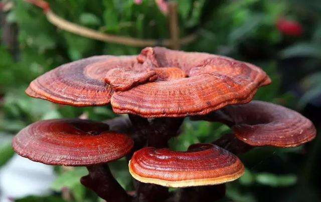 bulk reishi mushroom extract standardized powder manufacturer bulk reishi mushroom extract standardized powder manufacturer