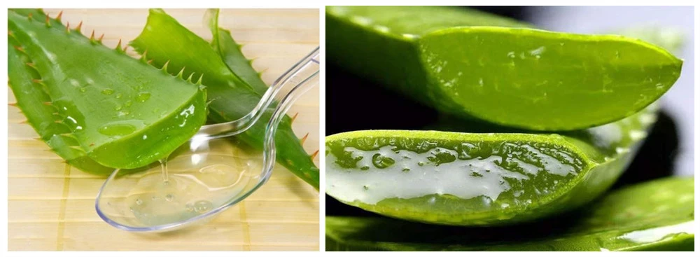 aloe vera